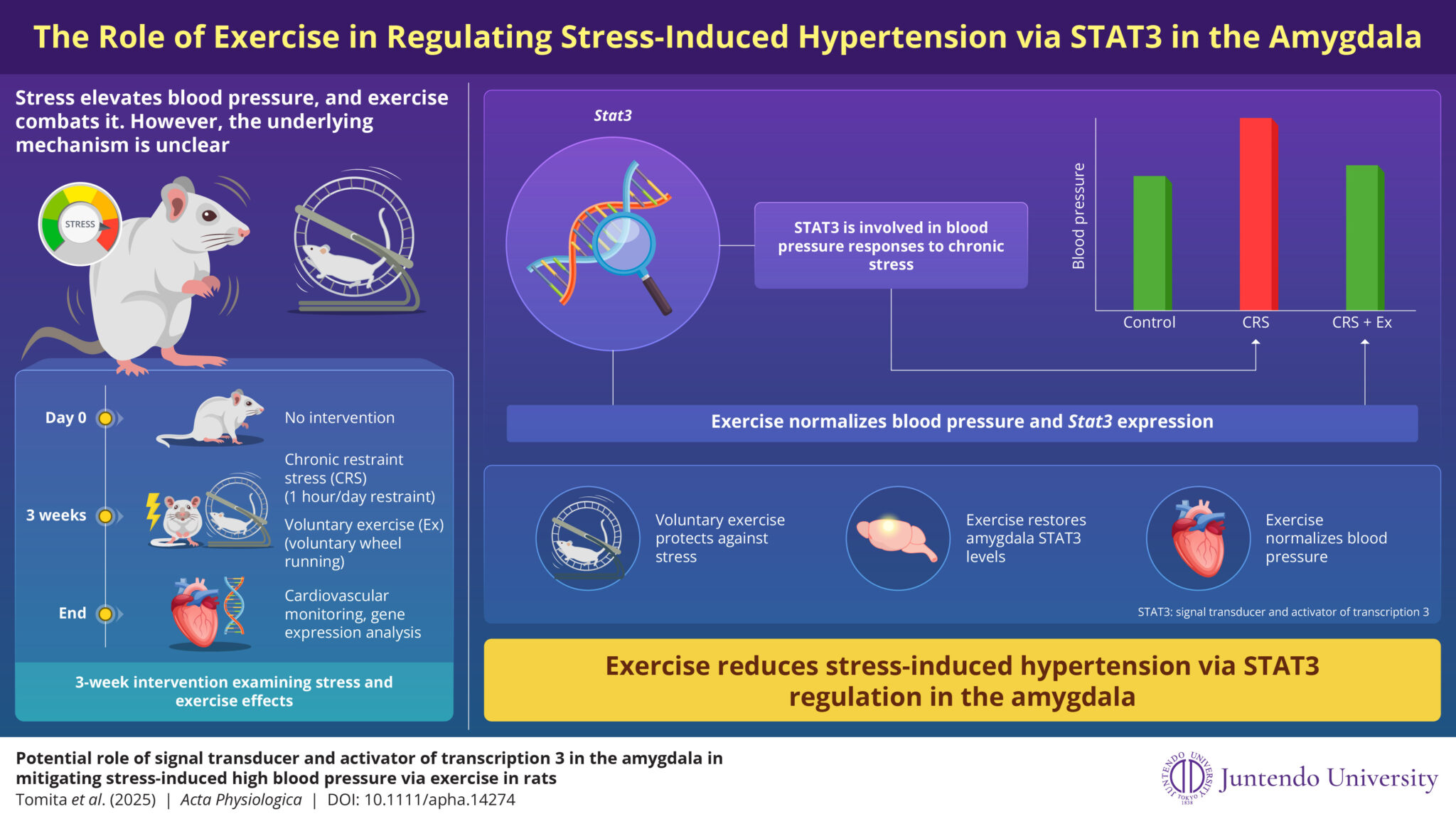 Exercise Your Way to Lower Blood Pressure: Brain Pathway to Fight High Blood Pressure