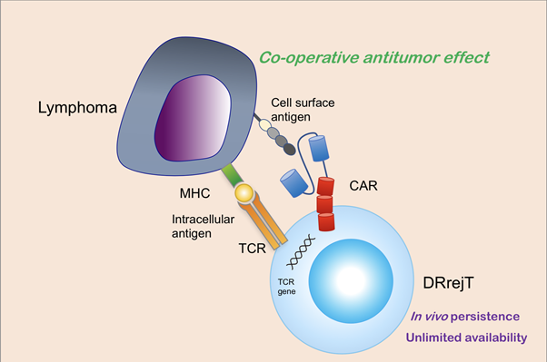 Genetically Engineered Dual Receptor T-cells